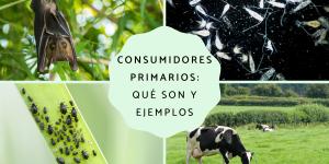 Consumidores primarios: qué son y ejemplos