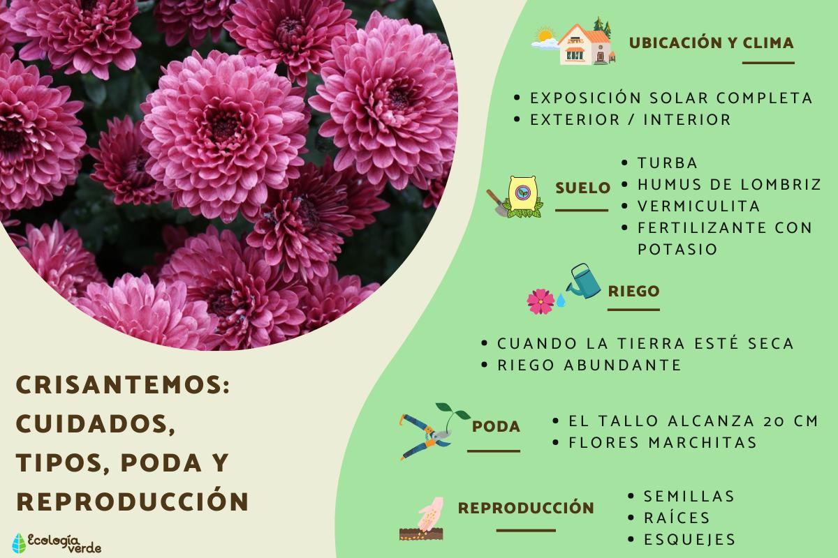 Crisantemos: cuidados, tipos, poda y reproducción