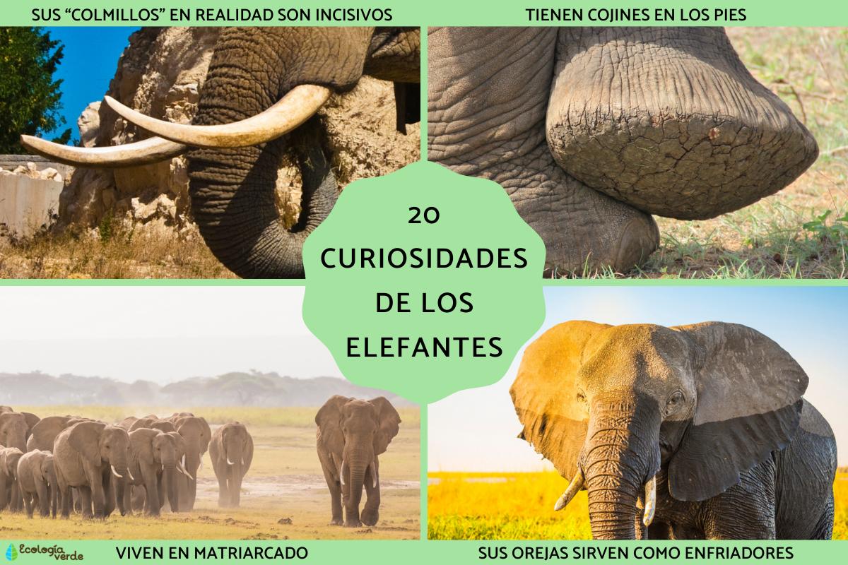 Curiosidades de los elefantes