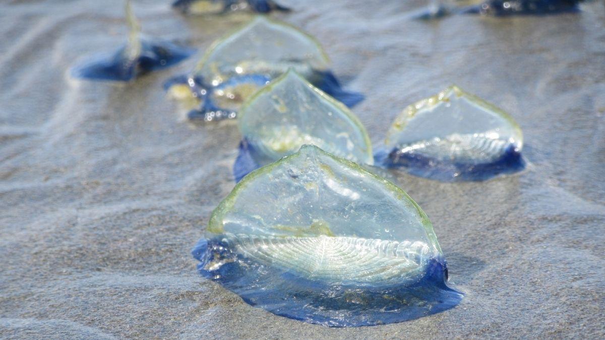 Las playas se han cubierto de azul en Cataluña por un fenómeno que anuncia la primavera: conoce qué son las velellas y si son peligrosas