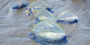 Las playas se han cubierto de azul en Cataluña por un fenómeno que anuncia la primavera: conoce qué son las velellas y si son peligrosas
