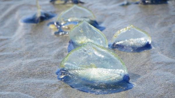 Las playas se han cubierto de azul en Cataluña por un fenómeno que anuncia la primavera: conoce qué son las velellas y si son peligrosas