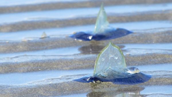 Las playas se han cubierto de azul en Cataluña por un fenómeno que anuncia la primavera: conoce qué son las velellas y si son peligrosas - Qué son estos organismos marinos que parecen veleros y por qué acaban en la playa