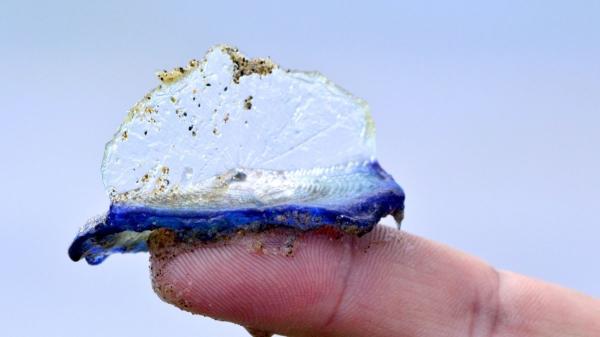 Las playas se han cubierto de azul en Cataluña por un fenómeno que anuncia la primavera: conoce qué son las velellas y si son peligrosas - ¿Realmente las velleas son peligrosas para las personas?