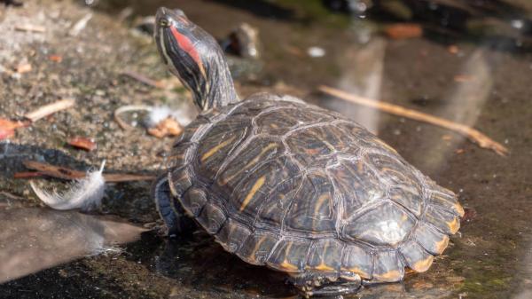 Tener una especie invasora en casa puede traerte consecuencias legales y económicas graves, según esta Ley - Animales prohibidos: de mascotas a problema legal