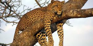 Leopardo