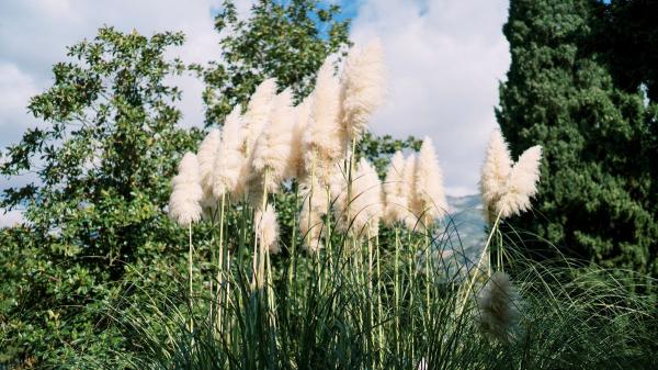Tener una especie invasora en casa puede traerte consecuencias legales y económicas graves, según esta Ley - Plantas invasoras que también son ilegales