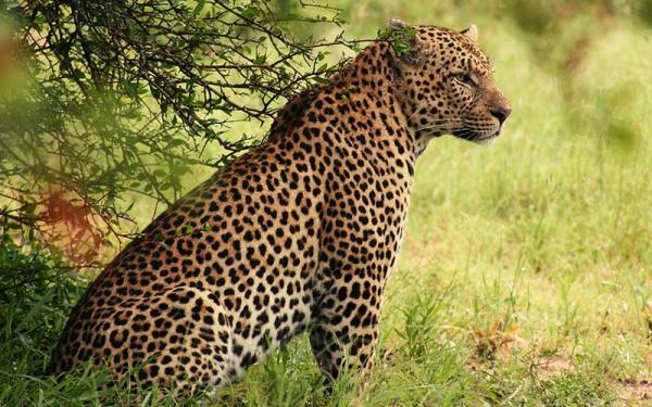 Leopardo - Reproducción del leopardo