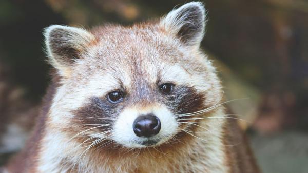 Tener una especie invasora en casa puede traerte consecuencias legales y económicas graves, según esta Ley