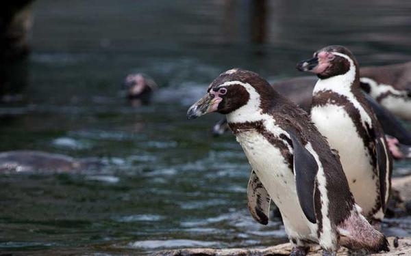 Pingüino de Humboldt - Características del Pingüino de Humboldt