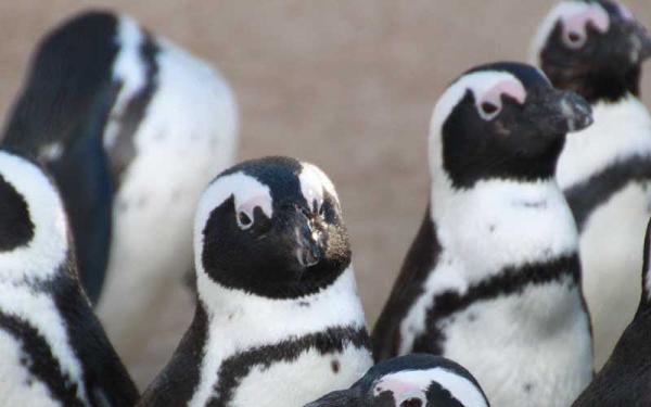 Pingüino de Humboldt - Distribución y hábitat del Pingüino de Humboldt