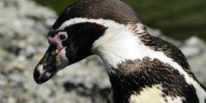 Pingüino de Humboldt