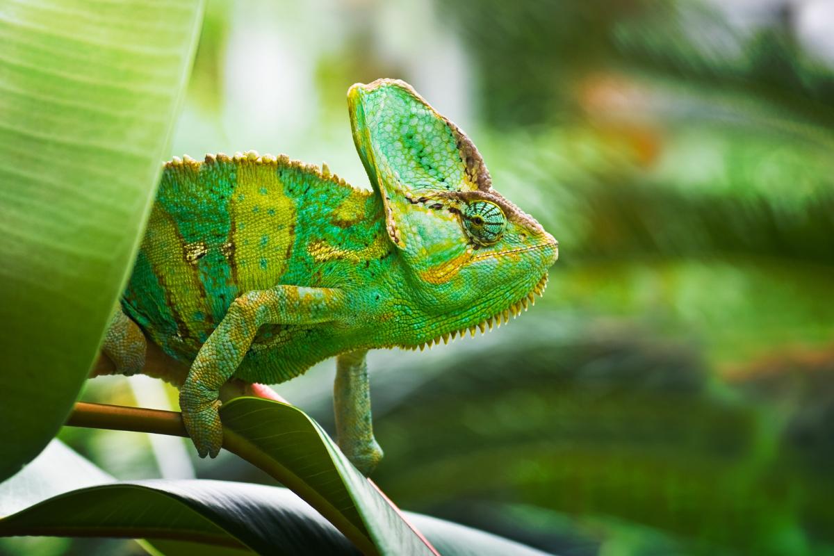 Por qué los camaleones cambian de color