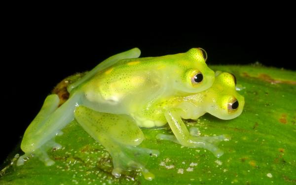 Rana de cristal - Reproducción de la rana de cristal