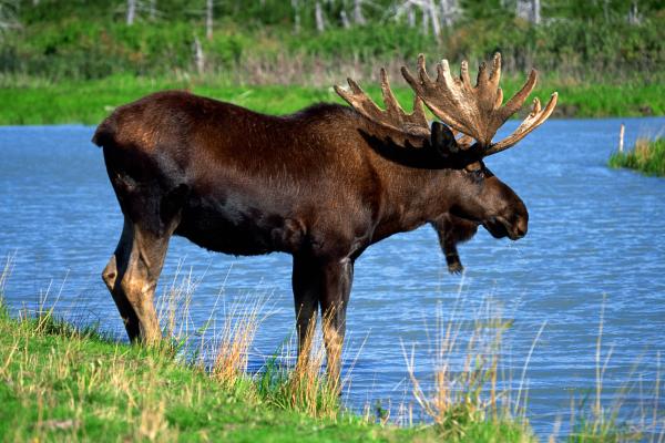 Alce - Características del alce