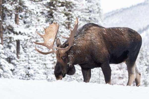 Alce - Dónde vive el alce