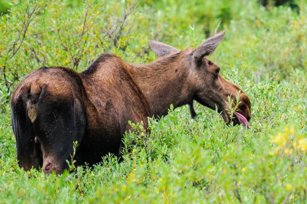 Alce - Qué come el alce