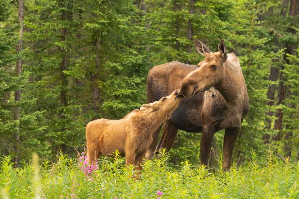 Alce - Reproducción del alce