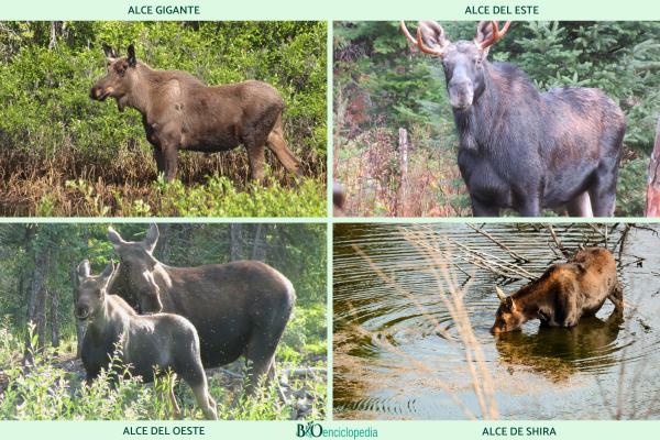 Alce - Tipos de alces 