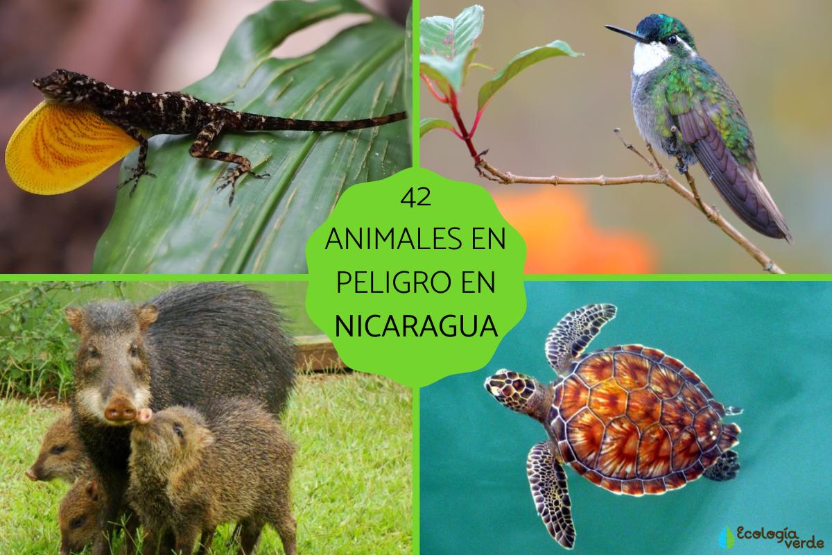 Animales en peligro de extinción en Nicaragua