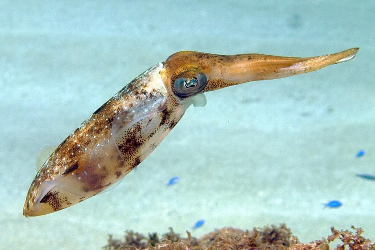 Cuántos corazones tiene un calamar