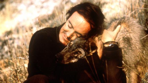 Félix Rodríguez de la Fuente, el naturalista que defendió al lobo: “Se convirtió en un animal proscrito, fuera de la ley” - El animal que Félix quiso sacar de la categoría de “alimaña”