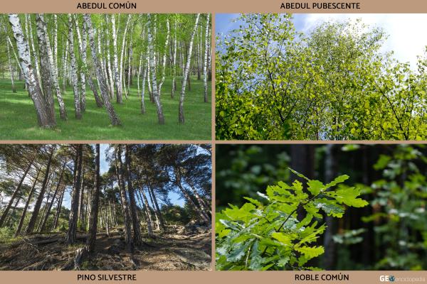 Monte Elbrús - Flora y fauna del monte Elbrús