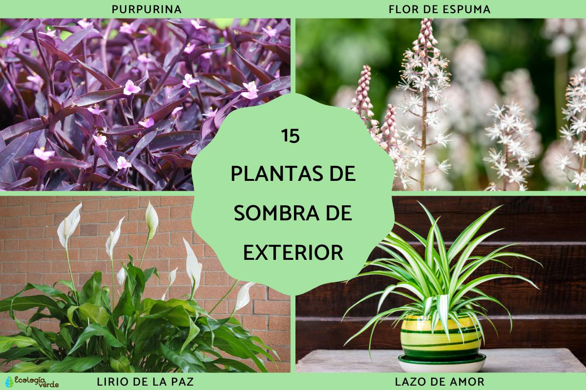 Plantas de sombra de exterior