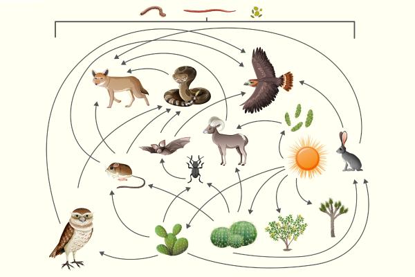Factores bióticos: qué son, características y ejemplos - Clasificación de los factores bióticos