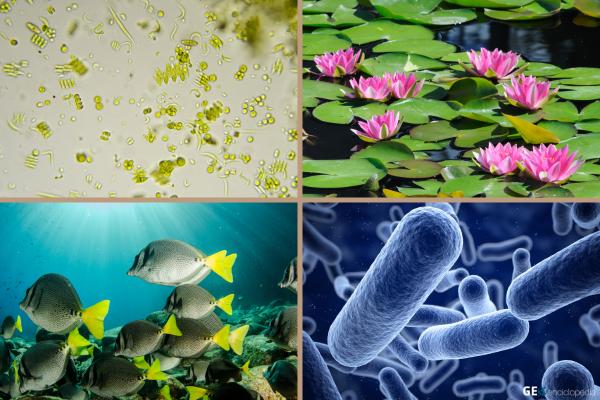 Factores bióticos: qué son, características y ejemplos - Ejemplos de factores bióticos acuáticos