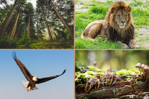 Factores bióticos: qué son, características y ejemplos - Ejemplos de factores bióticos terrestres