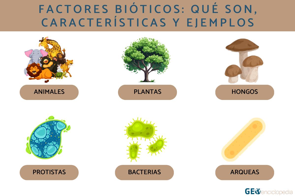 Factores bióticos: qué son, características y ejemplos