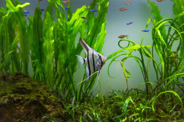 Factores bióticos: qué son, características y ejemplos - Qué son los factores bióticos