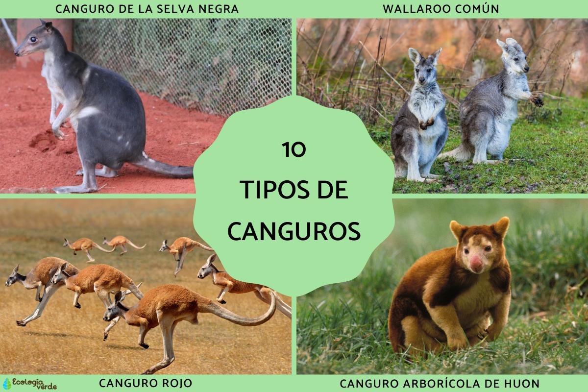 Tipos de canguros