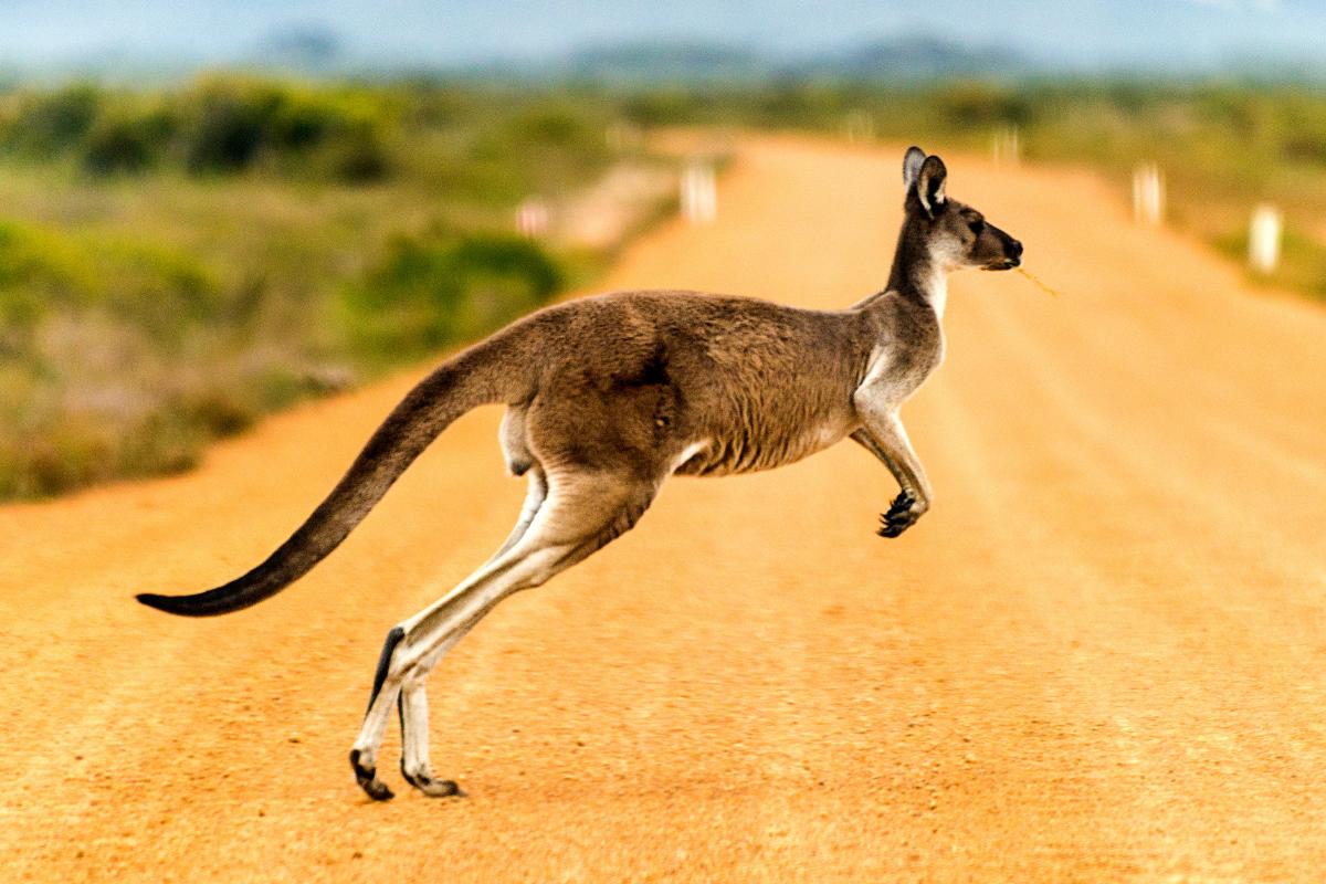 Curiosidades de los canguros
