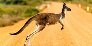 Curiosidades de los canguros