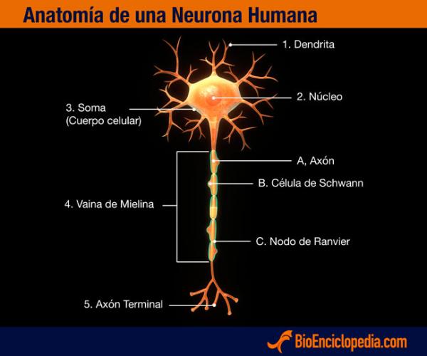 Neurona: qué es, tipos, partes y funciones - Estructura de las neuronas
