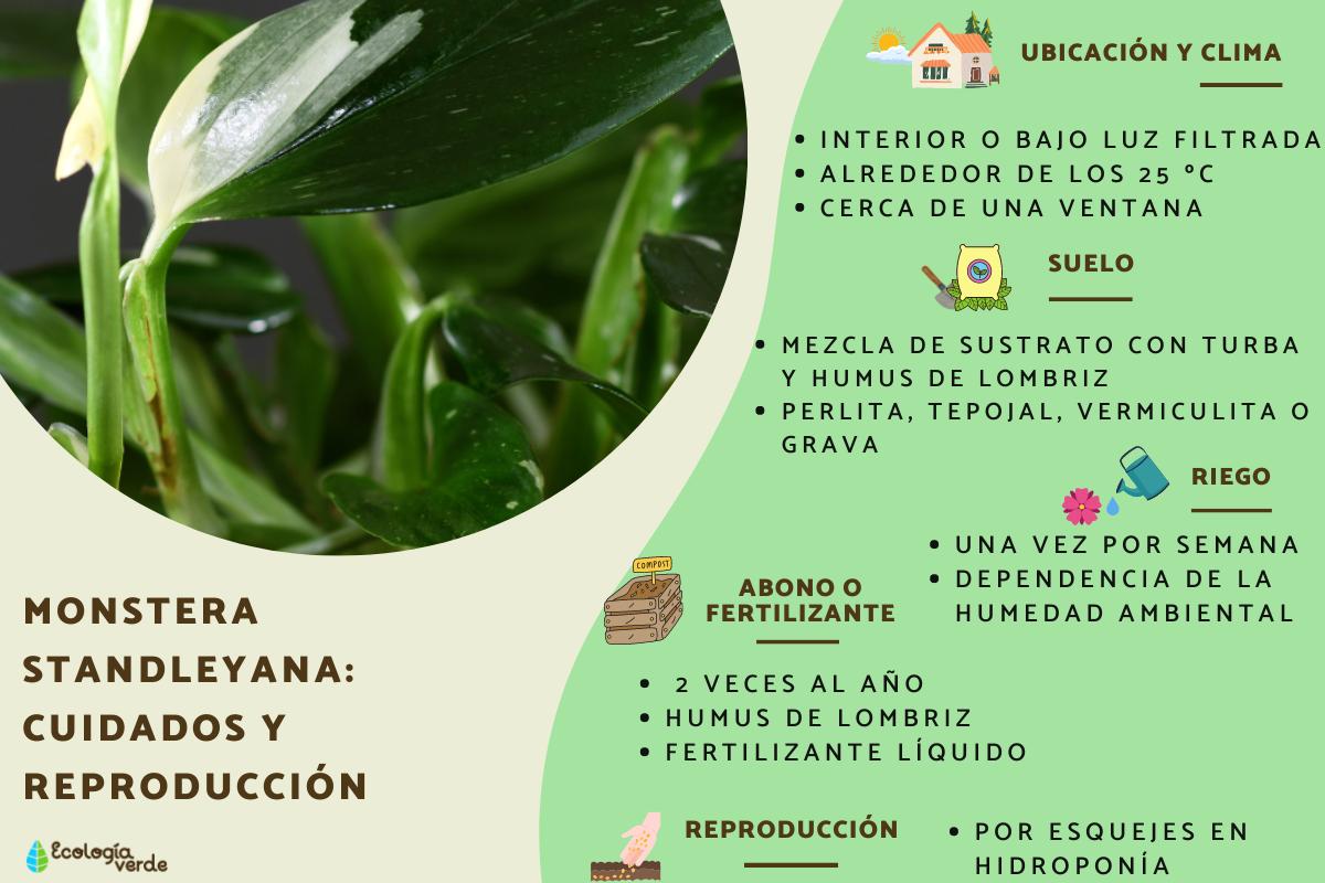 Monstera standleyana: cuidados y reproducción