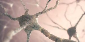 Neurona: qué es, tipos, partes y funciones