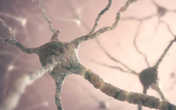 Neurona: qué es, tipos, partes y funciones