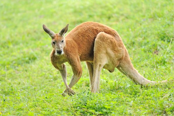 Curiosidades de los canguros - Son los marsupiales más grandes del mundo