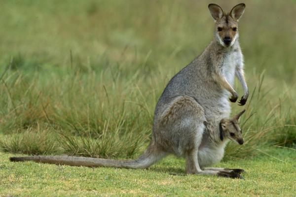 Curiosidades de los canguros - Su cola funciona como una quinta pata