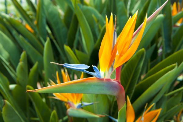 Planta ave del paraíso: características y cuidados - Características de la planta ave del paraíso o Strelitzia