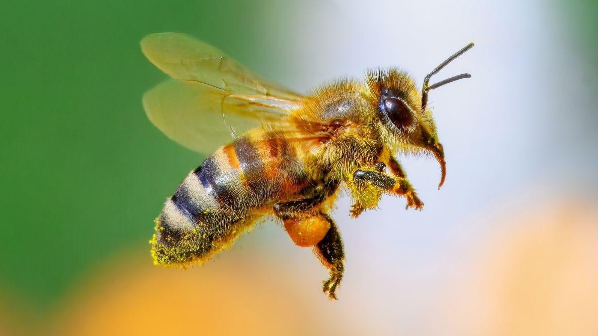 Lo que ocurre cuando desaparece una sola especie clave