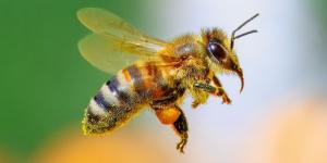 Lo que ocurre cuando desaparece una sola especie clave