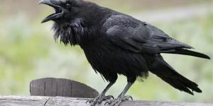¿Los cuervos hablan?
