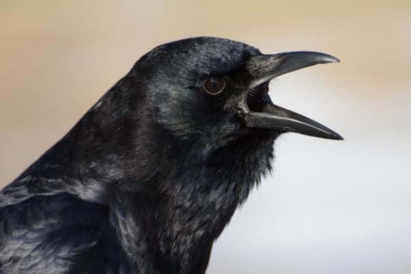 ¿Los cuervos hablan? - ¿Los cuervos pueden hablar como los loros? 