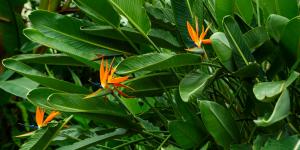 Planta ave del paraíso: características y cuidados