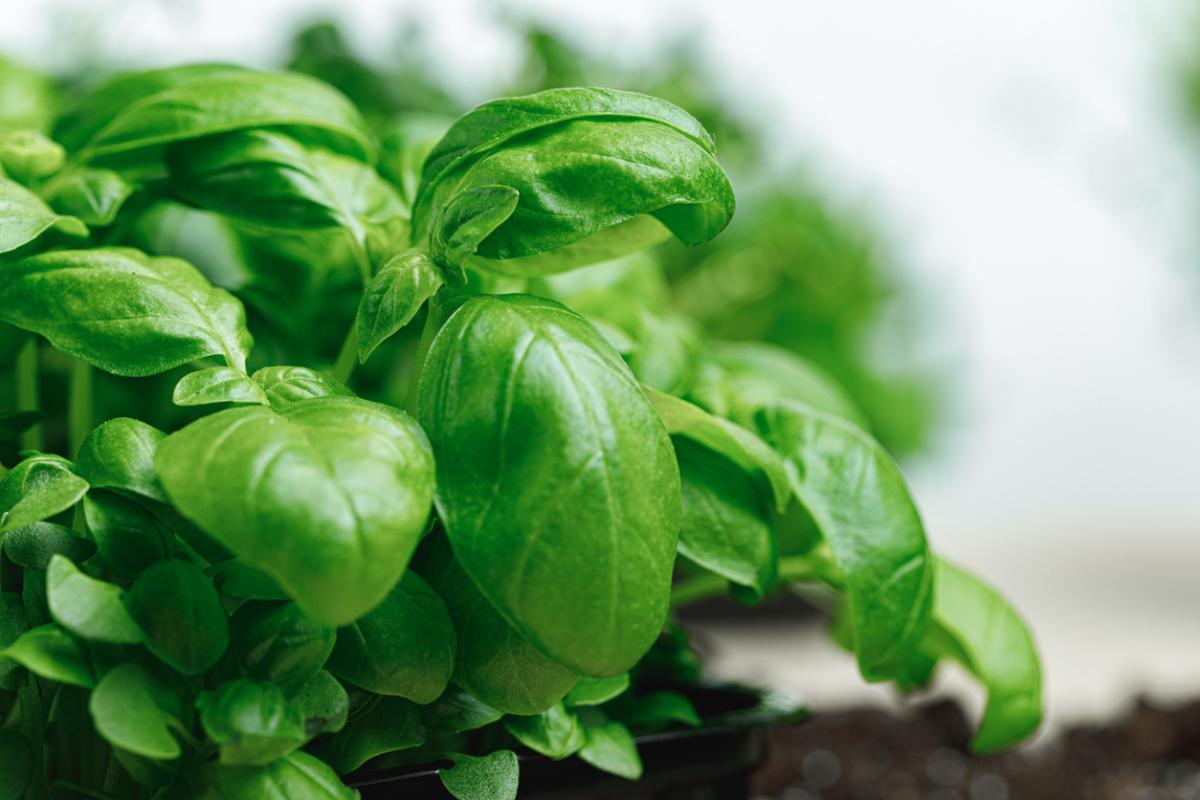 Plantas antimoscas de exterior e interior