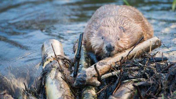 Lo que ocurre cuando desaparece una sola especie clave - ¿Qué ocurre realmente cuando desaparece una especie clave?